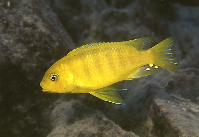Petrotilapia flaviventris 'Cobwe'